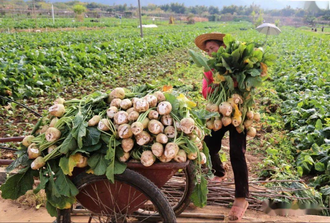 德庆这里上千亩大头菜丰收了预计收益达1400多万