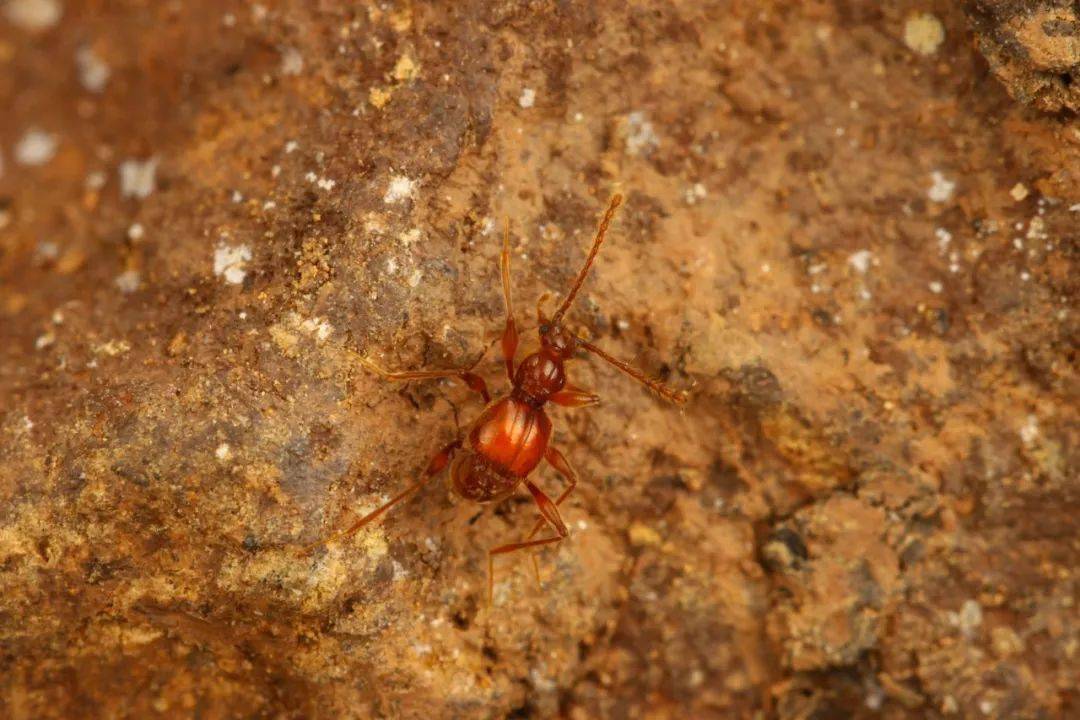 四川洞穴探险队生物调查组新物种发现