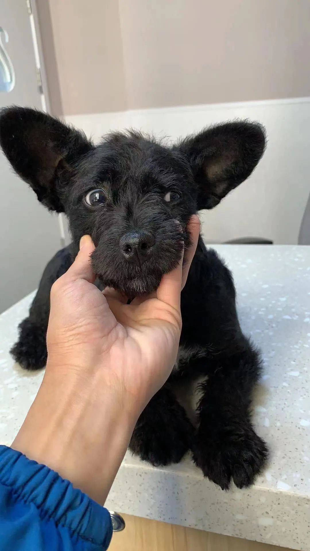 狗狗领养五个月大小黑狗妹妹寻领养