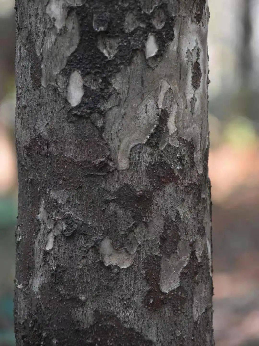 木材▲■近种区别豹皮樟常与豺皮樟混淆但豹皮樟树皮呈小鳞片状剥落