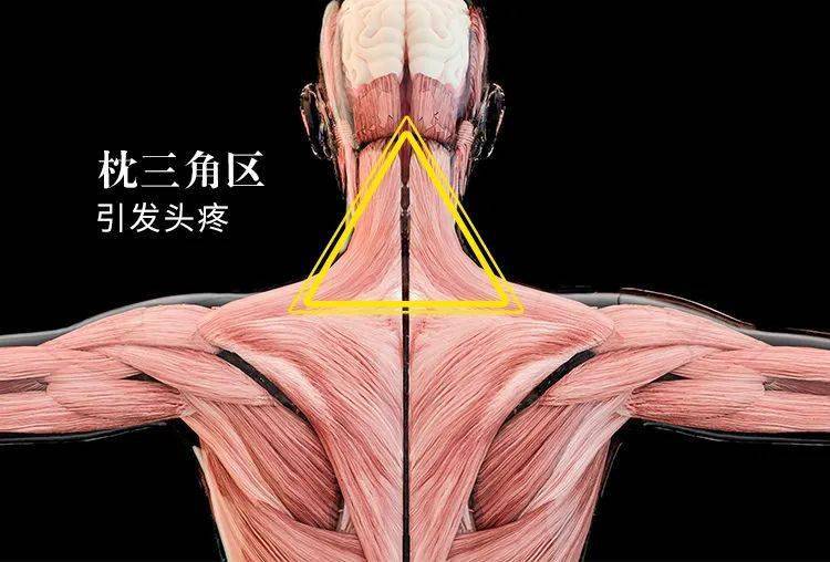 颈三角区在后脖子的枕骨下,包括第一颈椎和第二颈椎.