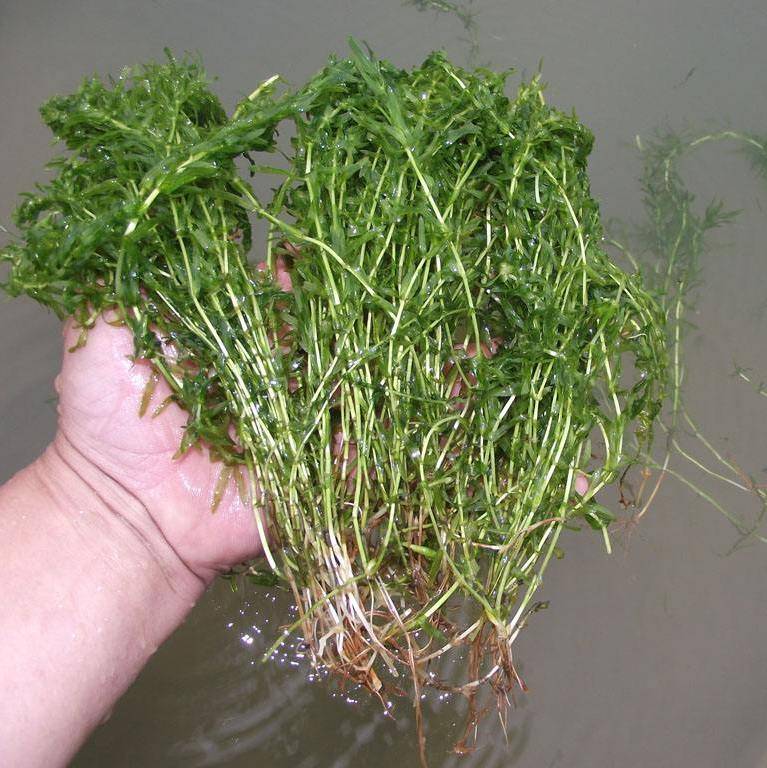 江苏河蟹池塘常用水生植物繁殖方法