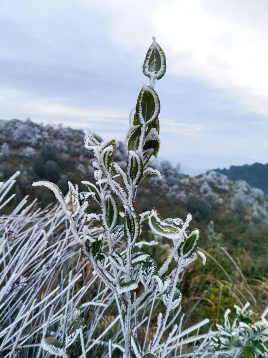 潮州凤凰天池下雪图片