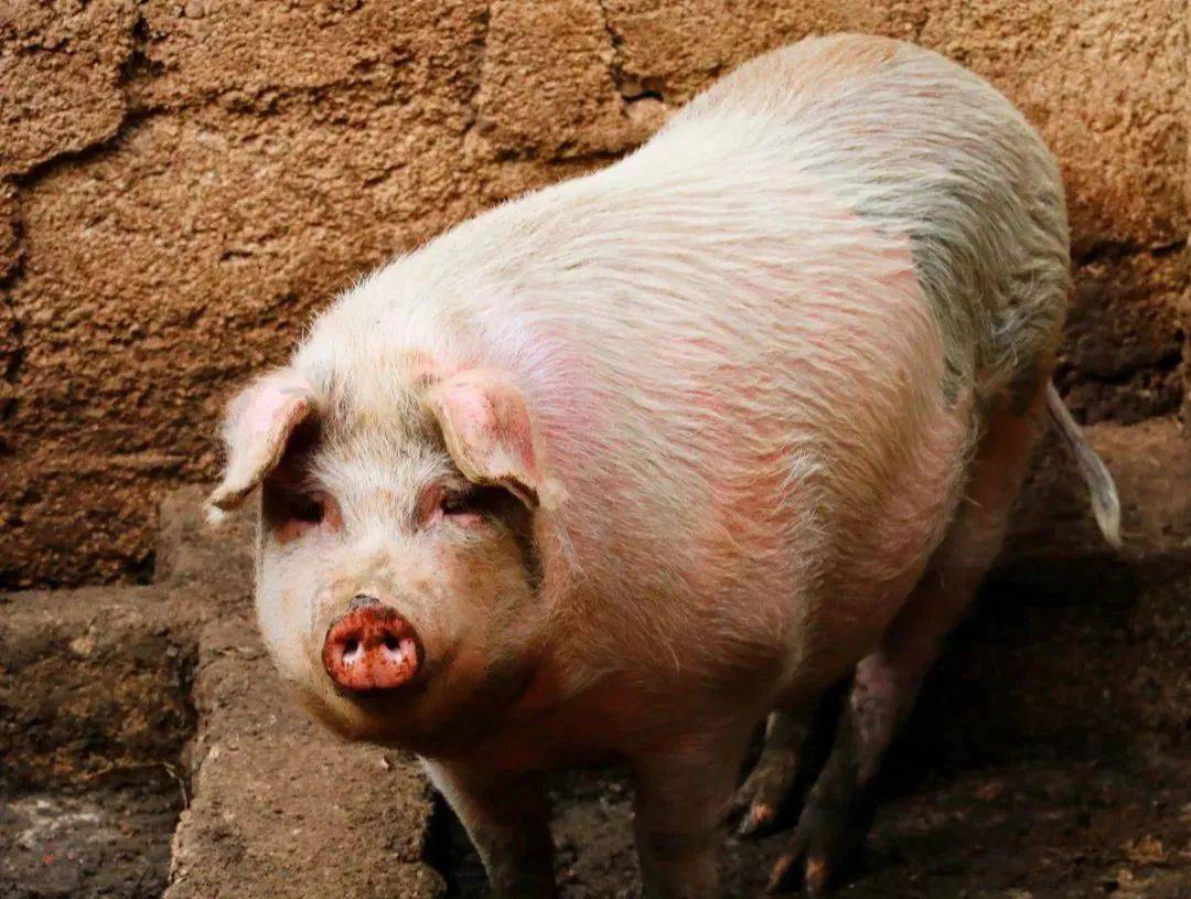 生猪养殖解禁回家养猪能不能挣到钱行不行的通看大家怎么说