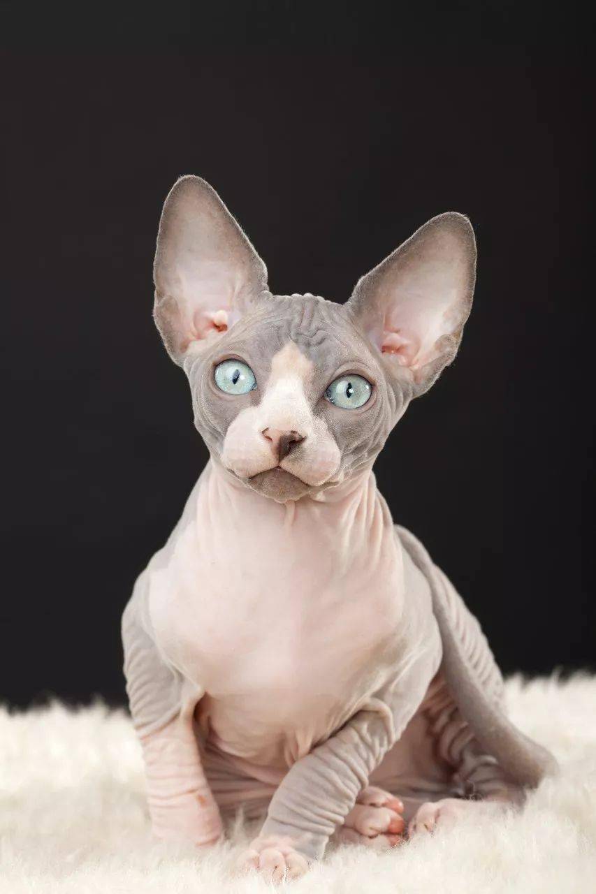世界最昂贵的猫咪排行榜最高竟然要30万人民币