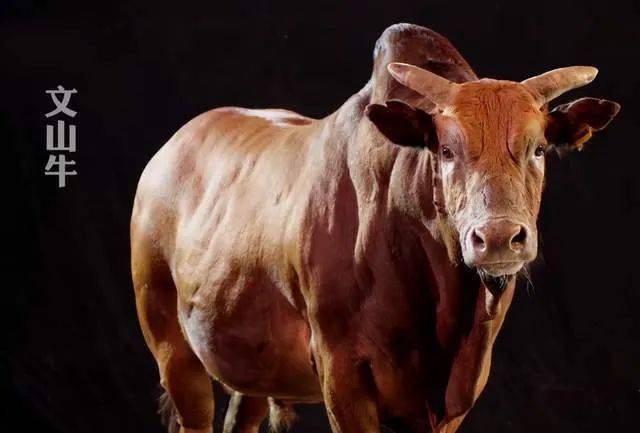 云南一位男子养牛13年带2万村民致富年收入5000万元