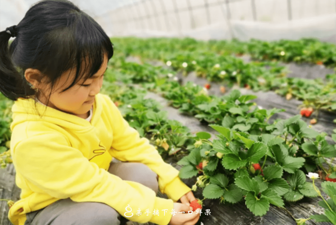 反季节打激素冬季吃草莓会让孩子性早熟原来这才是真相