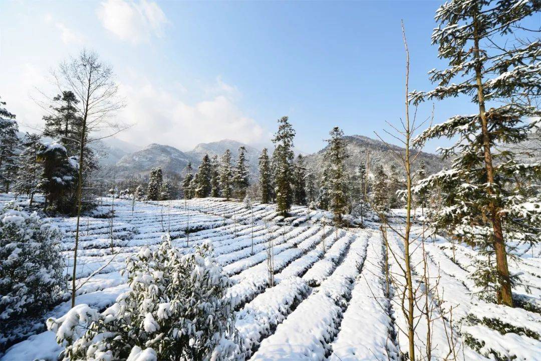 这茶园,这雪景,已经美了上千年.点睛之笔.