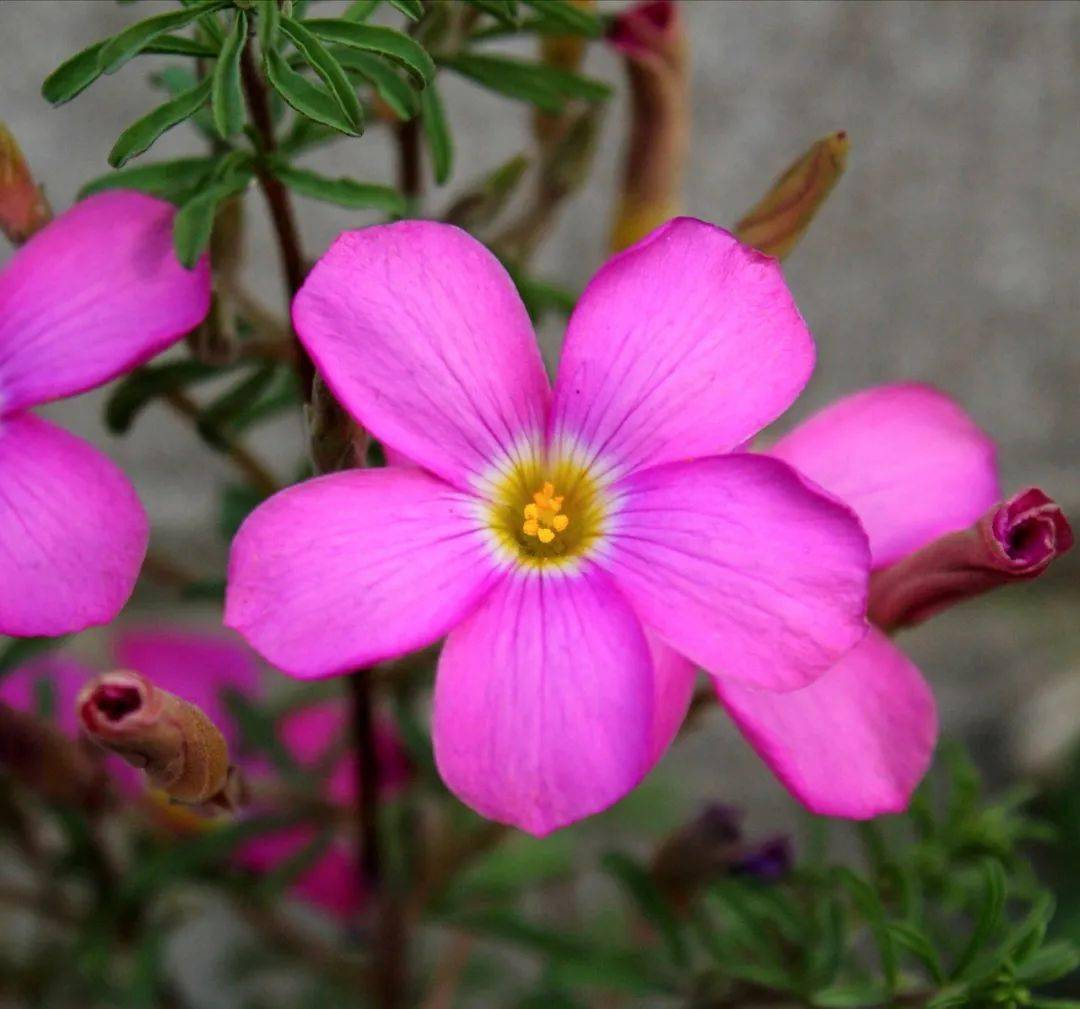 广义纤细类一般指剔除长发酢浆草( oxalis hirta )的所有多毛酢浆草