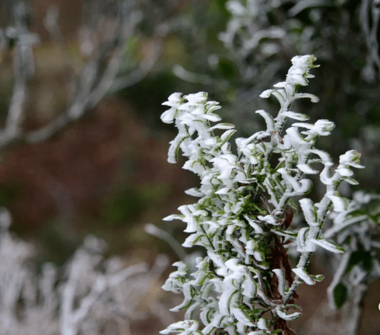 满山白茫茫凤凰山出现大规模结冰景象