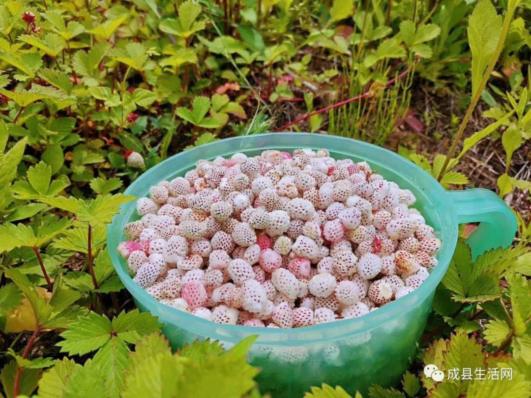 成县人你吃过冬天里的野草莓吗