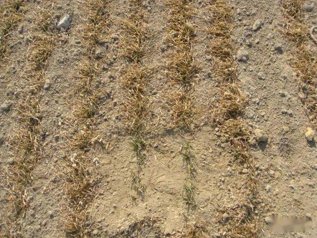 小麦冻害是如何发生的?