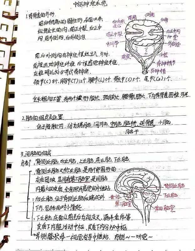 厉害了快来围观江中医手绘解剖图