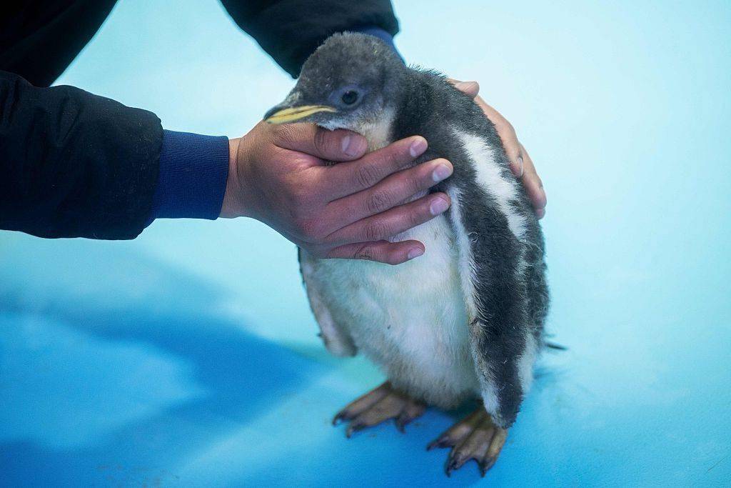 王企鹅幼崽图片图片