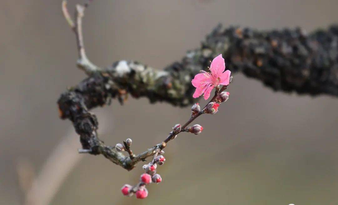 2月2728日畫意桃花怎麼拍2月相約連平桃花實戰訓練營