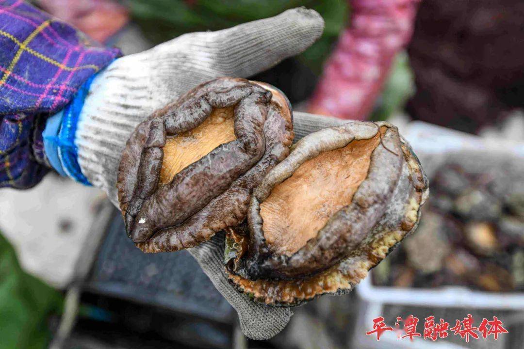 开吃丨平潭鲍鱼大丰收肥美个头大养殖区呈现一派忙碌景象