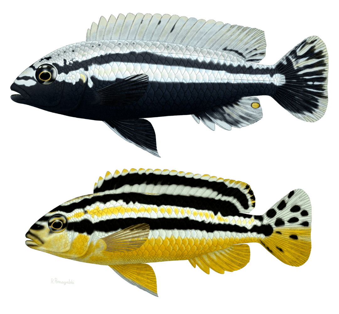 马拉维湖慈鲷二malawicichlid