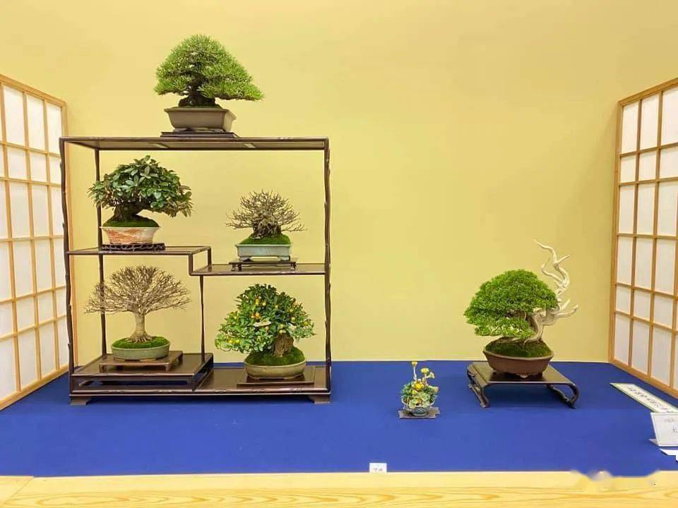 2021开年首场精致小品大展新年日本盆景展首秀第46回雅风展