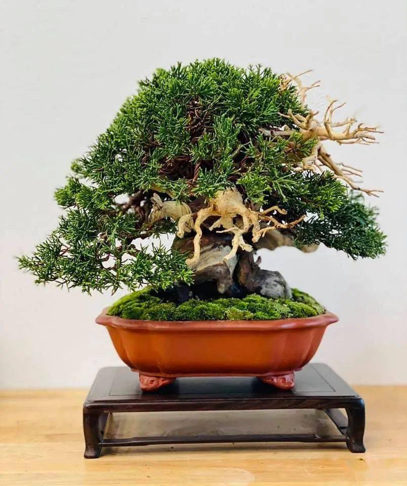 2021开年首场精致小品大展新年日本盆景展首秀第46回雅风展