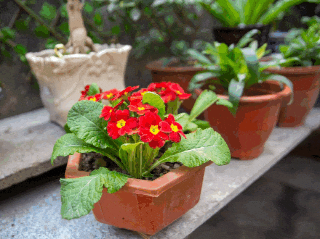 曾经,村民的家门口杂物堆积,墙上张贴的小广告特别讨人嫌;如今