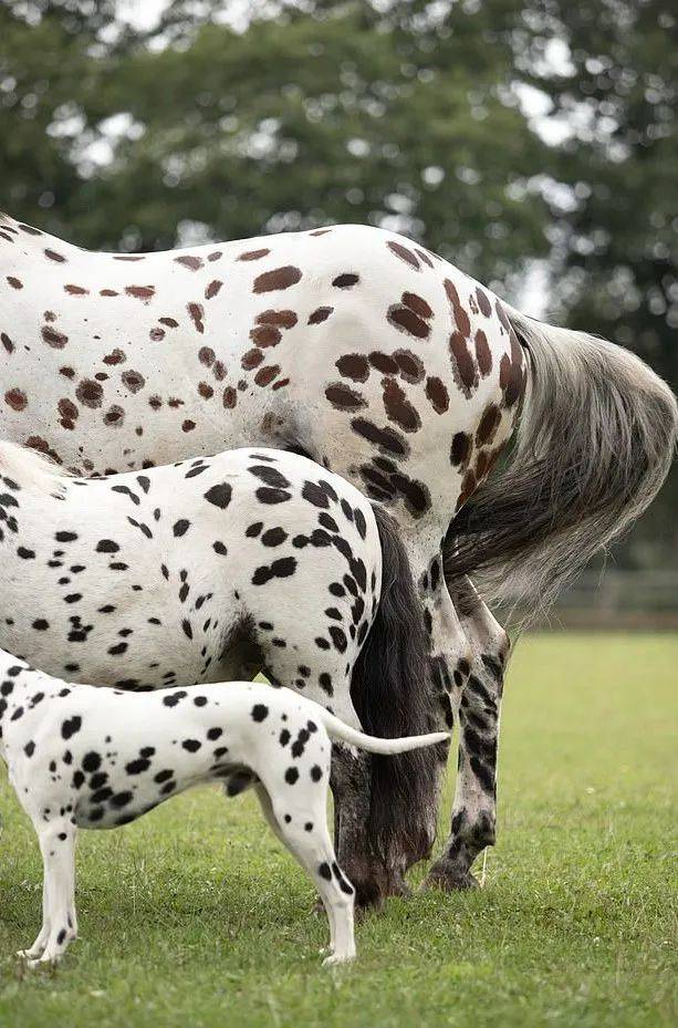 另一只则是叫做拿破仑(napoleon) 的昔德兰矮种马这三只宠物分别是