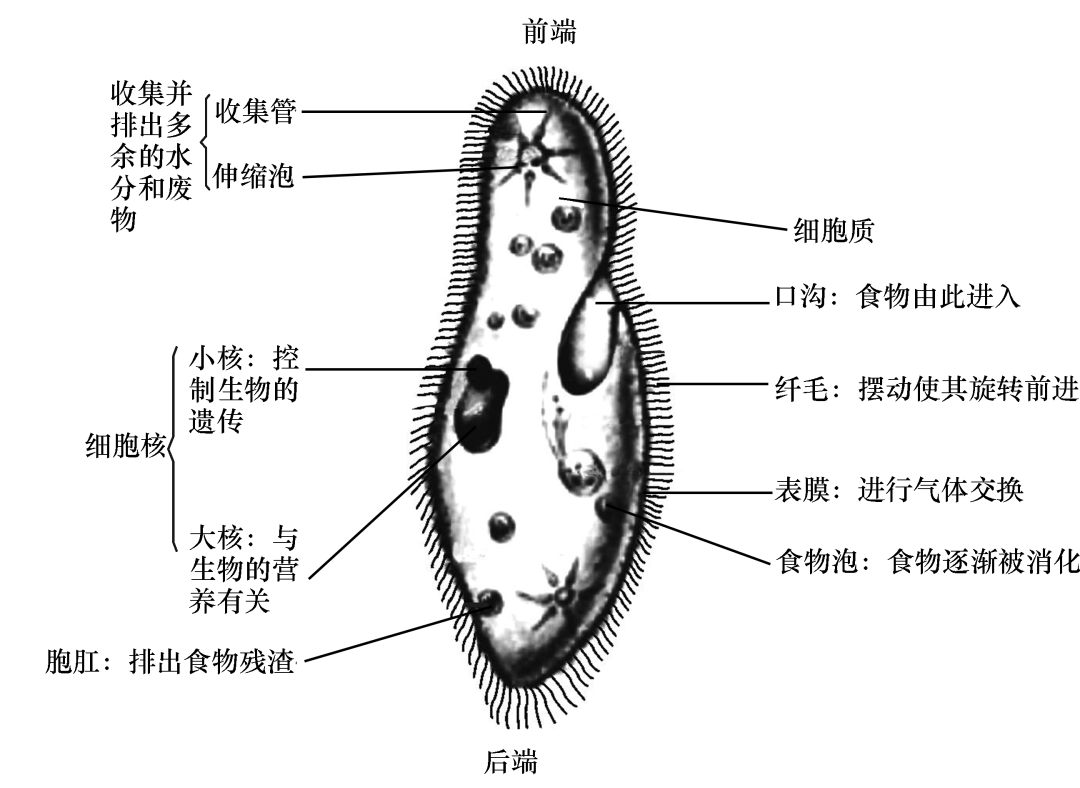 草履虫的结构3动植物细胞的结构和功能2显微镜的结构和功能1为此,复习