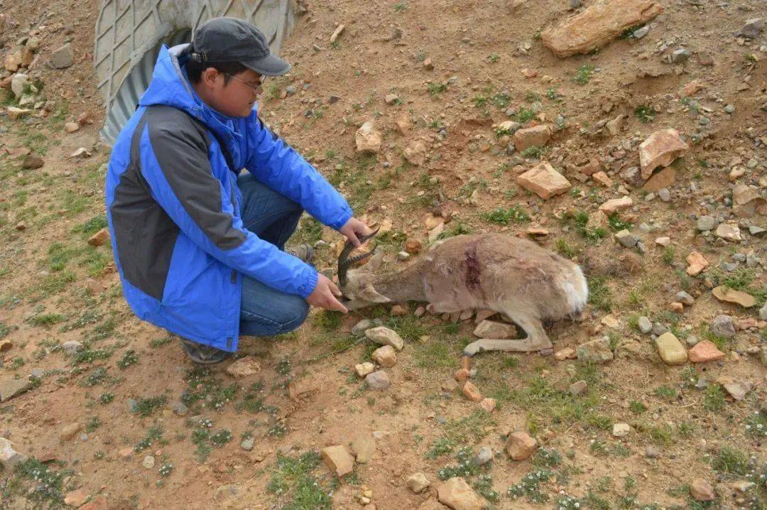 在中国,流浪猫每年捕杀百亿野生动物.