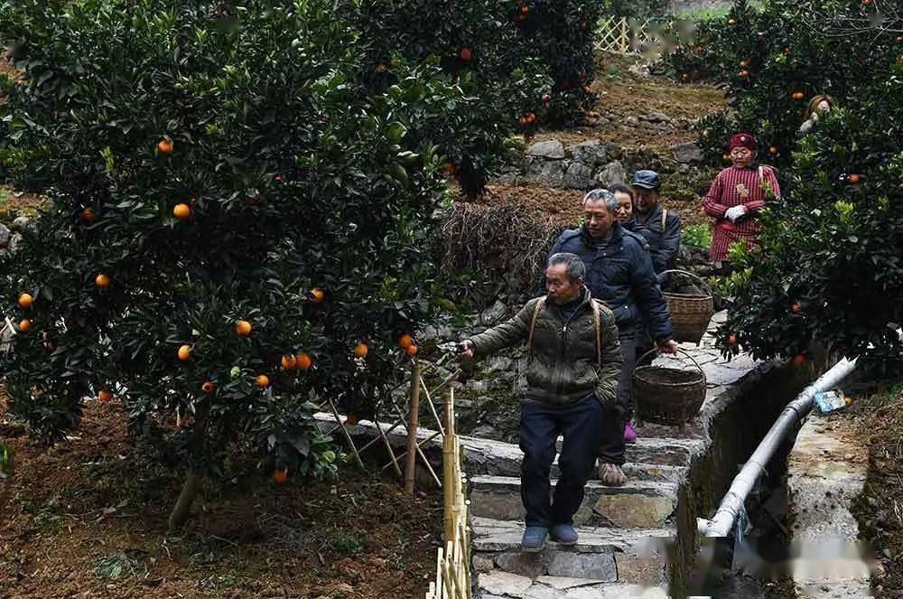 新华社回访下庄村点赞新变化