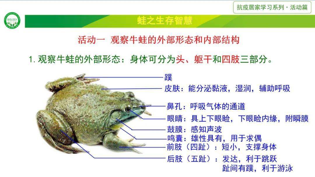 牛蛙解剖说明图图片