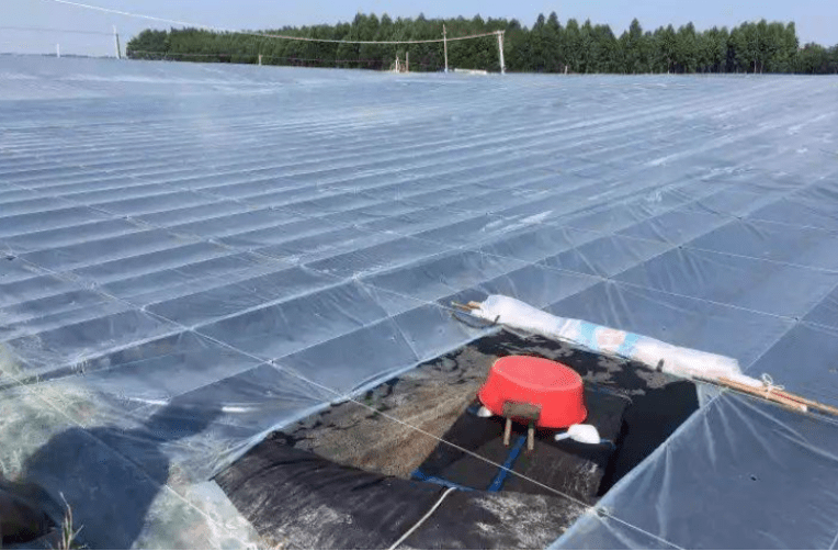 最易推广,最供不应求的水产养殖模式|小冬棚养虾,7年时间里蓬勃发展