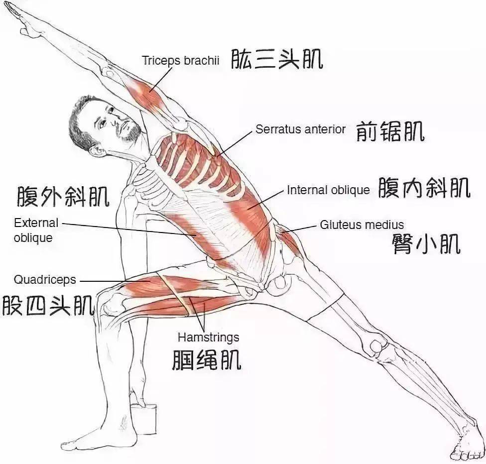 瑜伽侧角伸展式图片图片