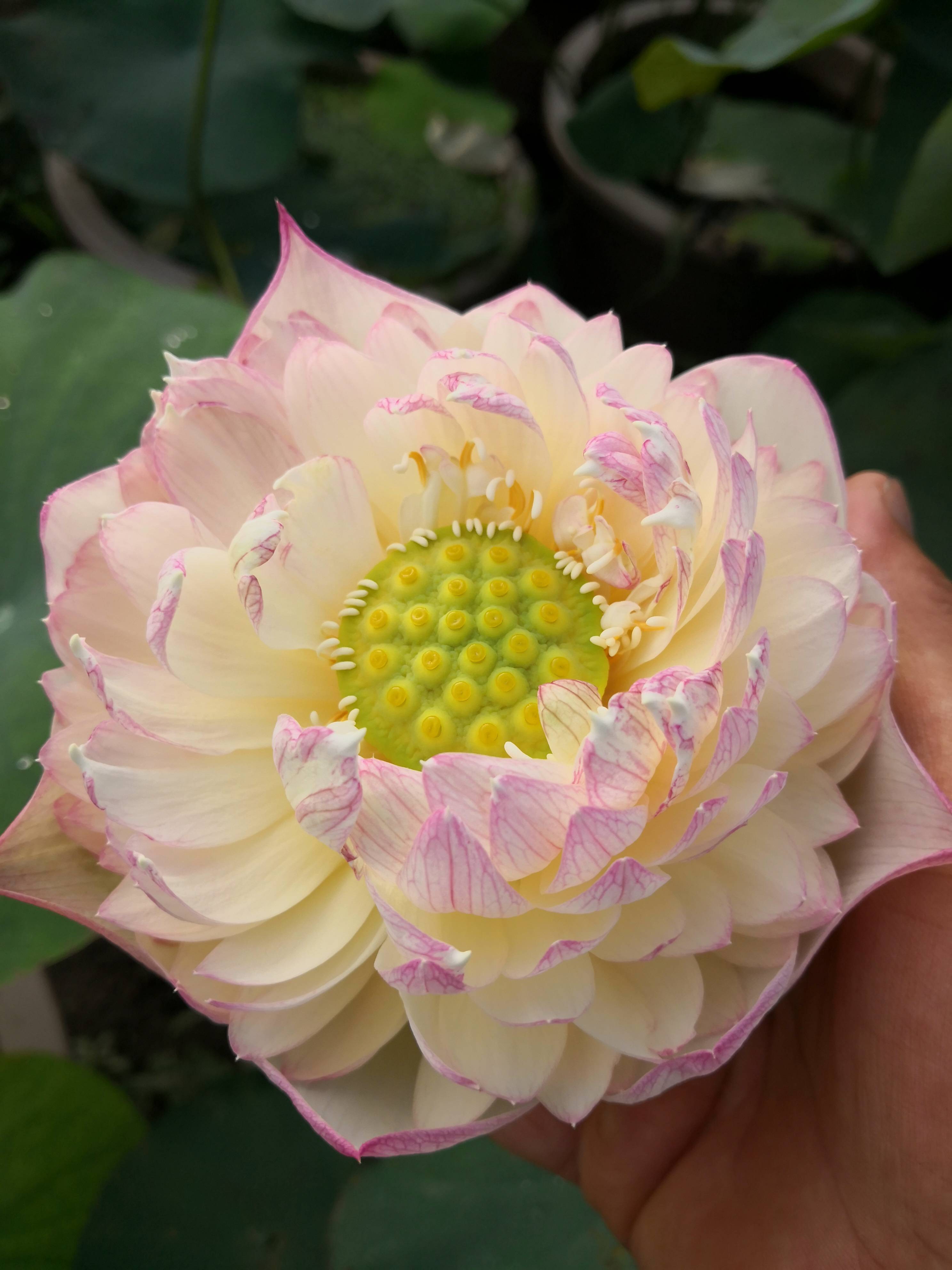 洒锦荷花的彩斑特性及起源探讨-搜狐大视野-搜狐新闻