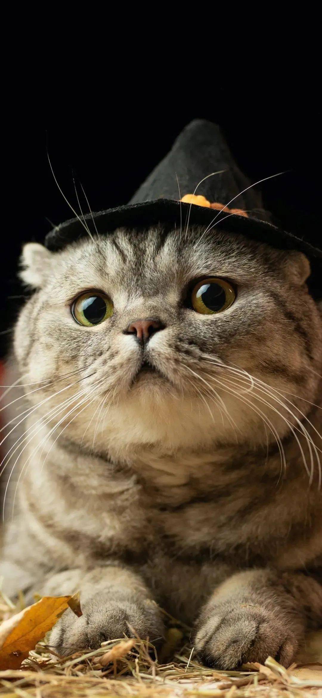 壁纸丨笨蛋才恋爱我好想当笨蛋啊