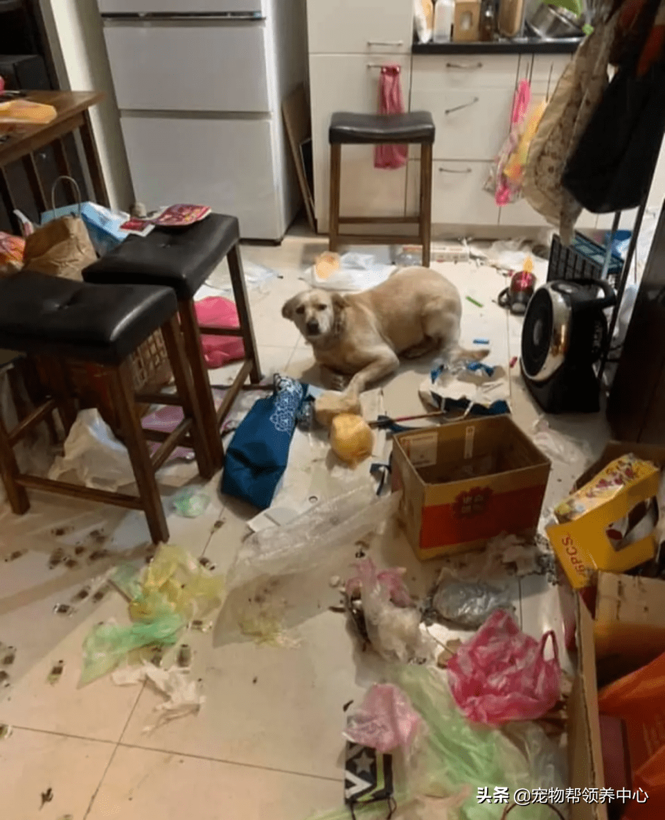 狗狗拆家本领连家中二哈都甘拜下风,听到名字竟有些理解…_悟空