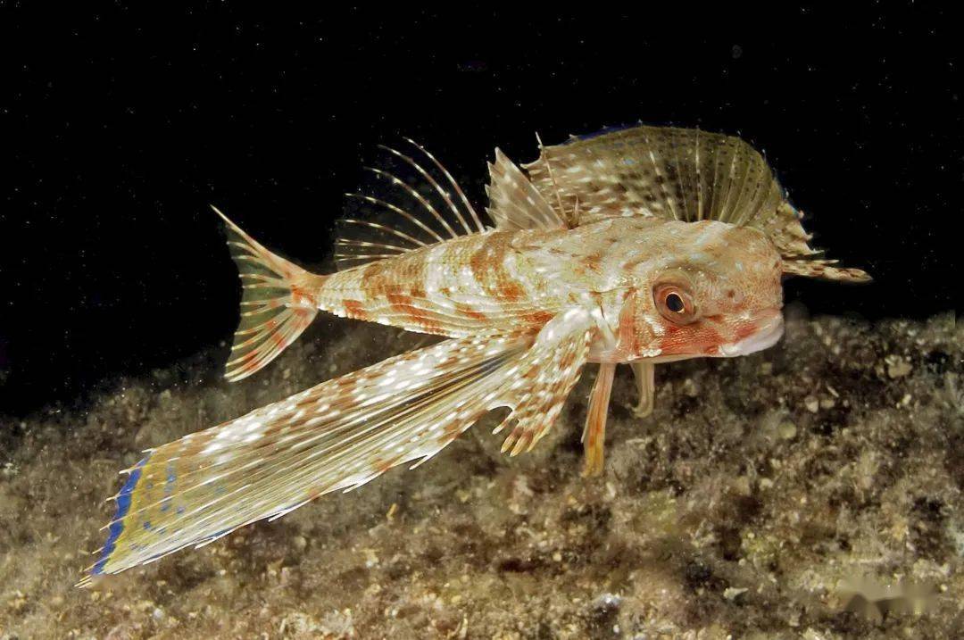 这种鱼飞的好快长的好美好美味