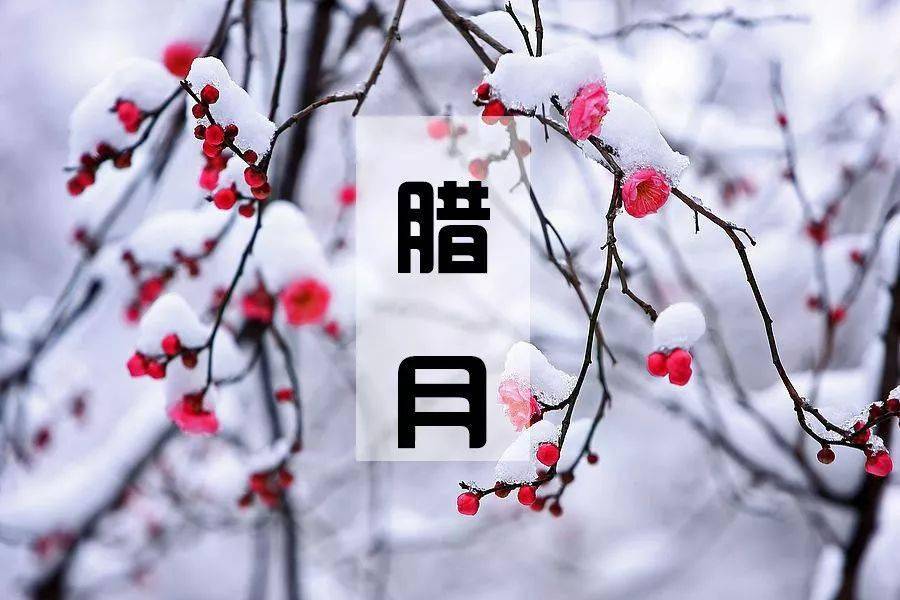 腊月进了腊月就是年