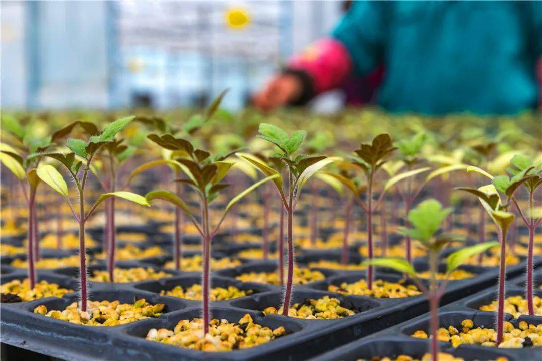 新年播种"新希望" 九丰农业育苗忙