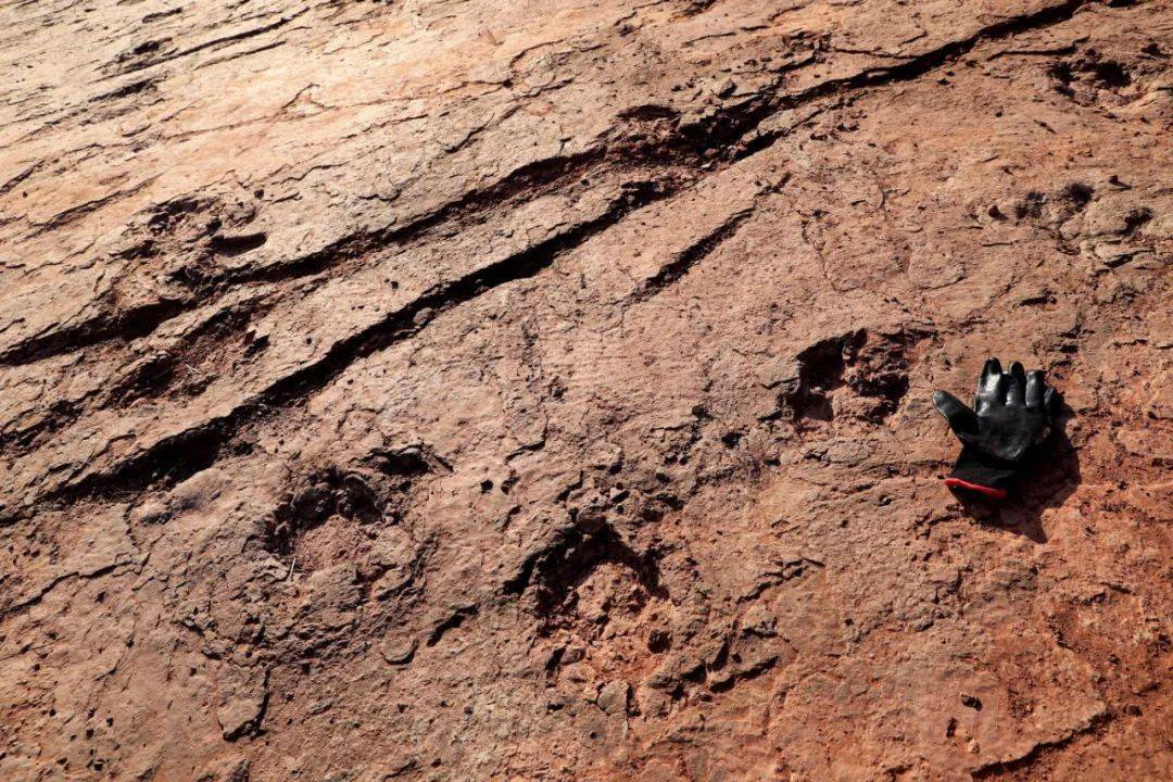 重磅!福建龙岩上杭惊现晚白垩世恐龙足迹群化石