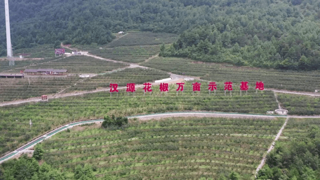 进一步完善汉源花椒"九有"体系,扎实推进基地建设标准化,产业链条现代