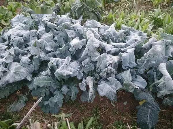 南方多地,冻害严重