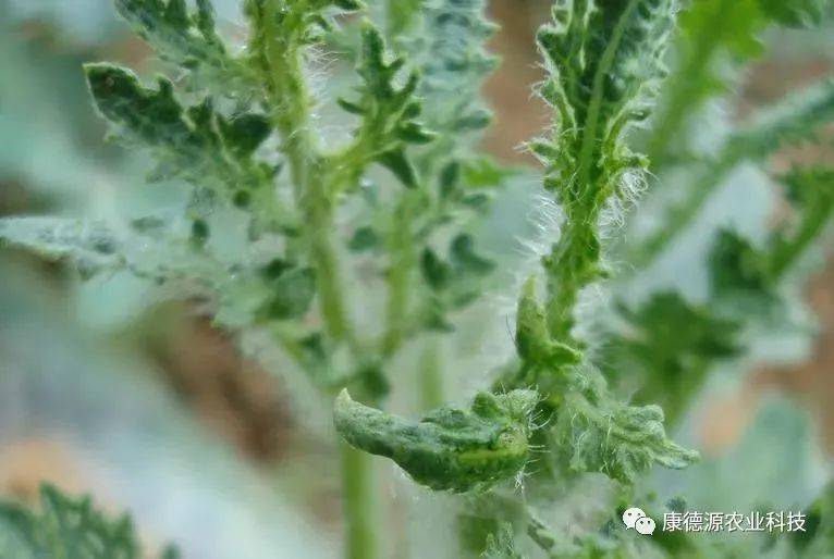 西瓜病毒病并不可怕,摸清了它的脾气,防治就变简单了_发病