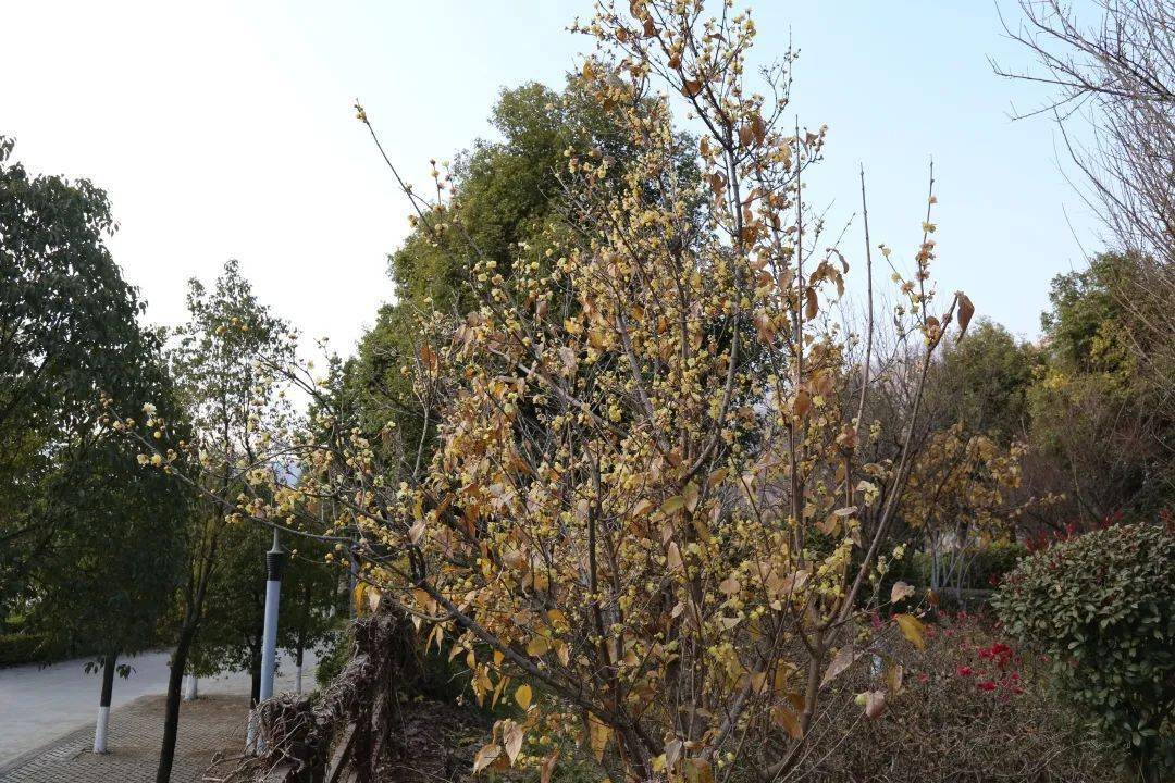 暗香浮动真香警告宁南金钟山景区腊梅已上线啦