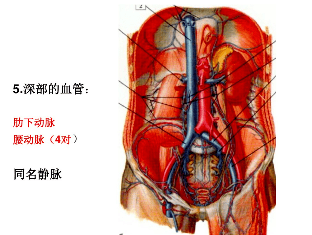 腰椎的解剖及腰部的层次解剖