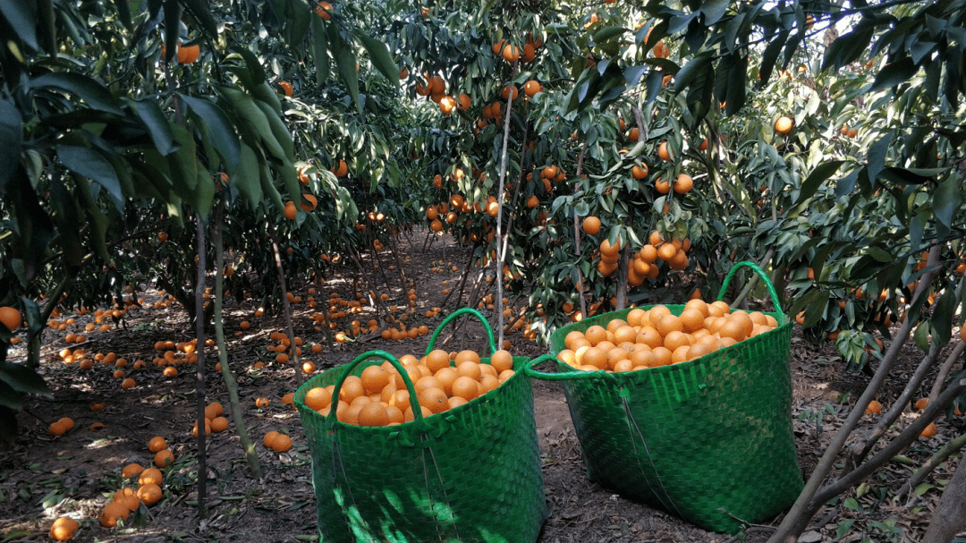 紧急助农县融媒体中心邀您助力定坤村百万斤滞销橙子