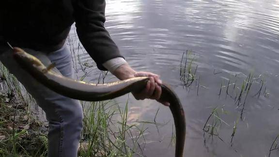钓鱼蚯蚓饵自然水域钓鳗鱼