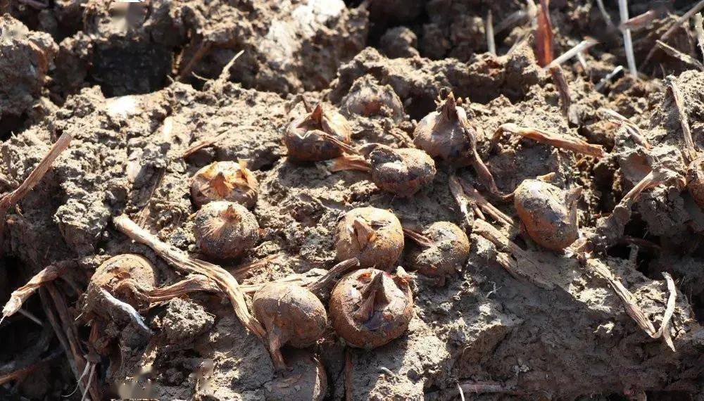 土疙瘩 来自搜狐网