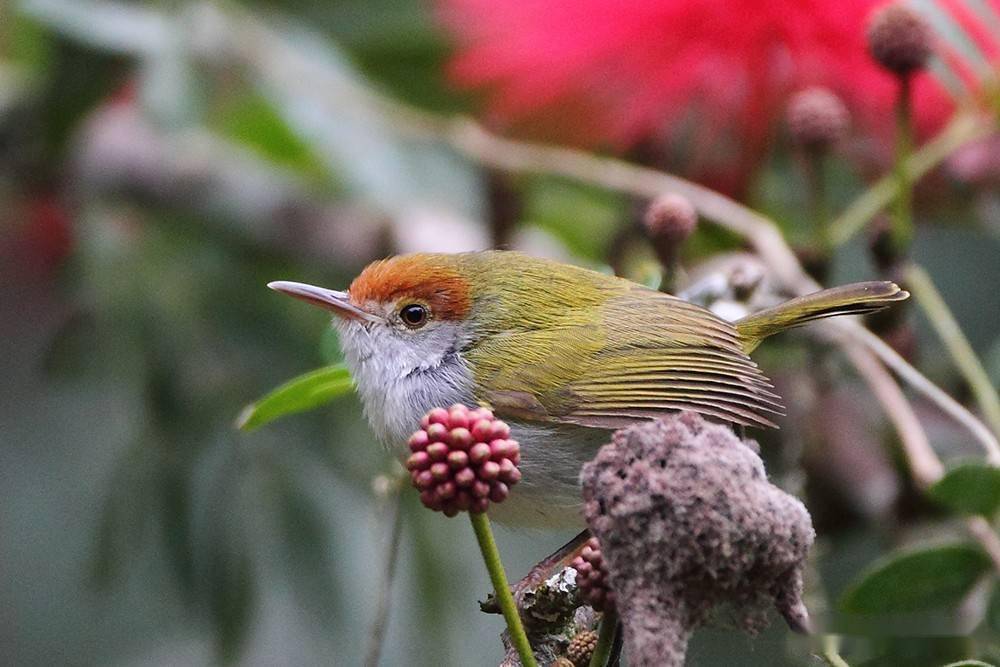 花丛中红头小莺鸟被命名成褐头鹪莺