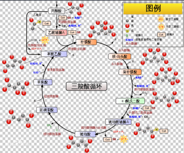 布雷敦循环图片