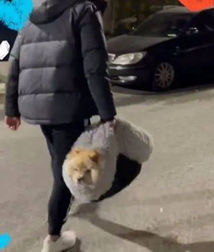松獅賴在別人家不走，主人無奈直接打包拎回，松獅：我不要面子啊！ 萌趣萌寵 第3张