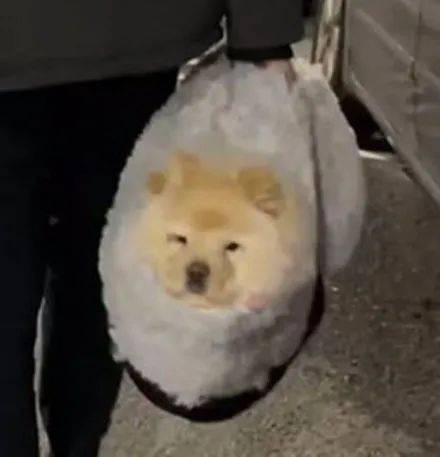 松獅賴在別人家不走，主人無奈直接打包拎回，松獅：我不要面子啊！ 萌趣萌寵 第4张